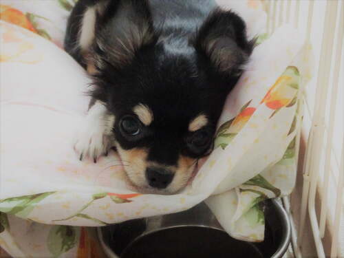 <strong>退職代行歴５年の社員</strong>